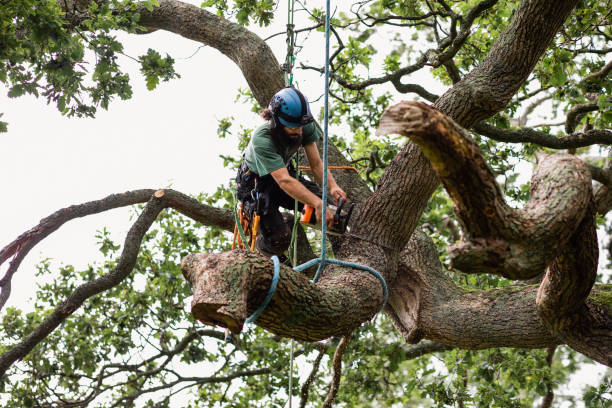 Cutler Bay, FL Tree Services Company